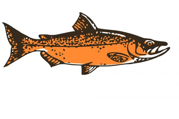 Salmones en fuga: los escapes de Mowi y las acusaciones de desastre ambiental