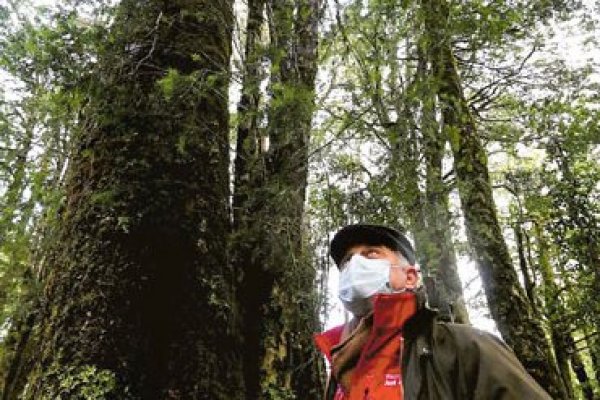 En septiembre parte plan de manejo de bosque nativo con recursos del Fondo Verde del Clima