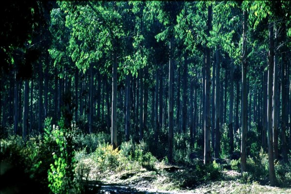 Fiscalía investiga robo de químicos en La Araucanía y el Biobio