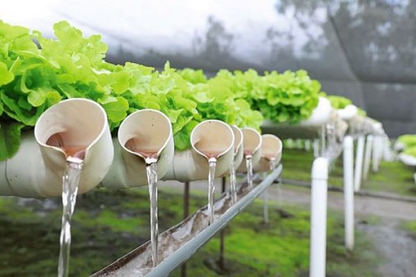 Aterriza en el mercado tecnología con nanoburbujas para optimizar uso de agua en cultivos
