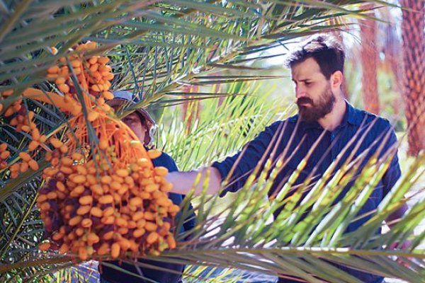 Plantarán palmas datileras que se adaptan al cambio climático en la Región de Tarapacá