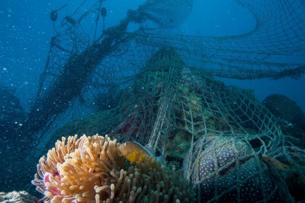 WWF lanza campaña mundial para combatir la contaminación marina por plásticos y redes fantasmas