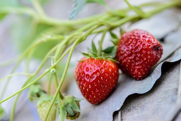 Nicolás Sutil y el caso berries envenenados: "Pondremos toda la fuerza necesaria para hacer justicia"