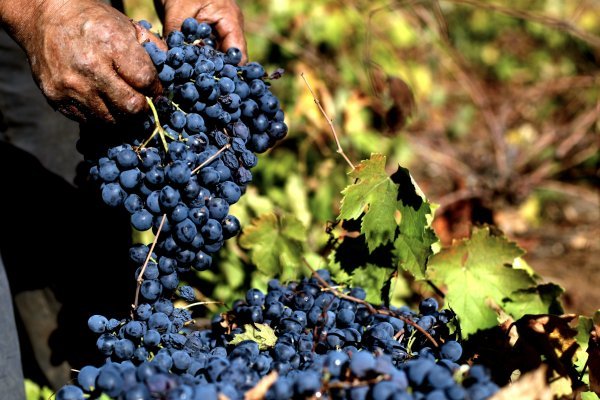 Utilidades de Viña San Pedro suben 32% a septiembre gracias a mayores ventas y efecto cambiario