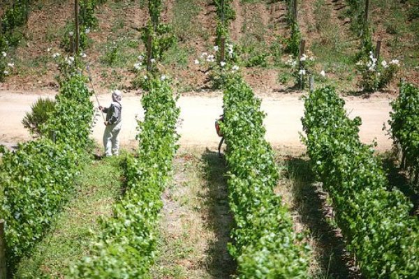 Marcas premium y apertura de filiales en el exterior, las claves en resultados de Concha y Toro
