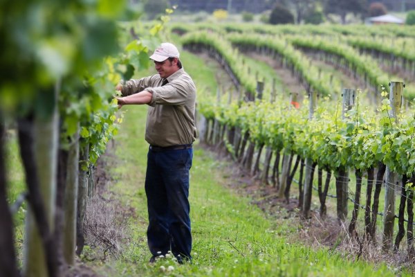 Advierten que Beijing bloqueará importaciones de vino y cobre desde Australia