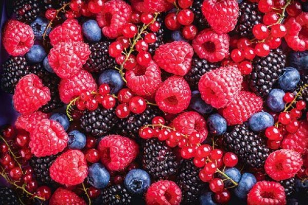 Mejor curva de producción en Perú y calidad de la fruta impulsan utilidades de Hortifrut