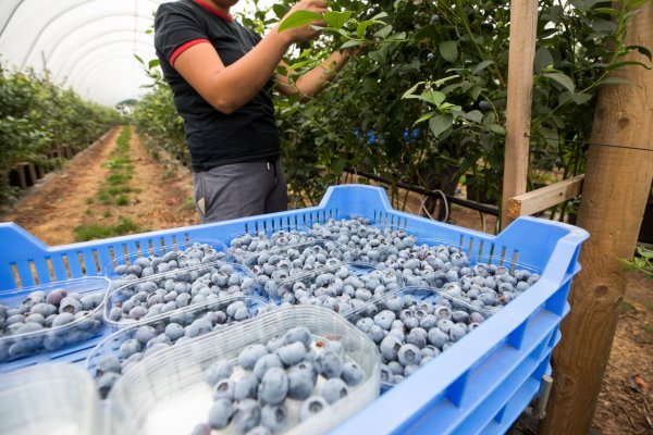 Alza en las exportaciones frutícolas marca las proyecciones de la temporada 2020-2021