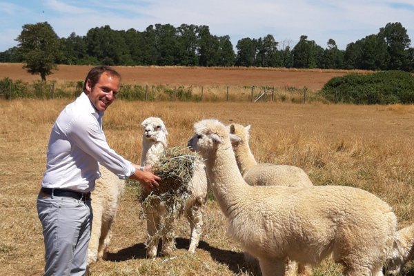 El anticuerpo de alpaca que puede neutralizar los efectos del Covid