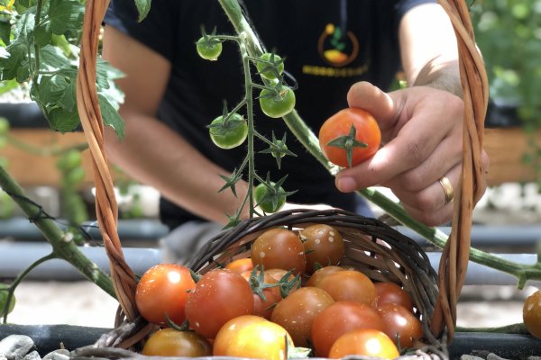 De Arica a Villa O´Higgins: el viaje más largo de los tomates del desierto