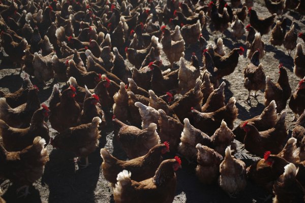Singapur otorga la primera autorización mundial para la carne de laboratorio