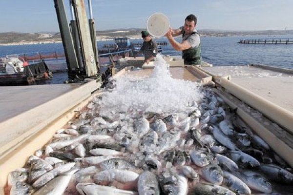 Gobierno enviará en los próximos días nuevo proyecto de ley para que pescadores puedan traspasar remanentes de cuotas al año siguiente