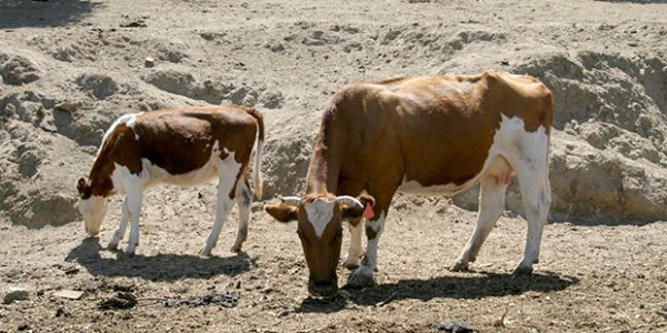 Proyecto medirá por primera vez la huella de carbono en predios agropecuarios en Chile