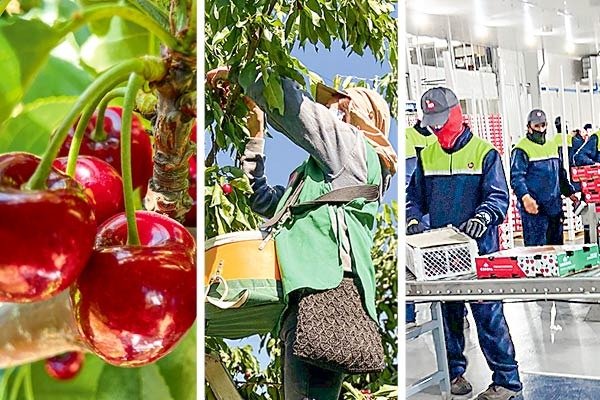 Faltan manos para la cosecha de cerezas en un año récord