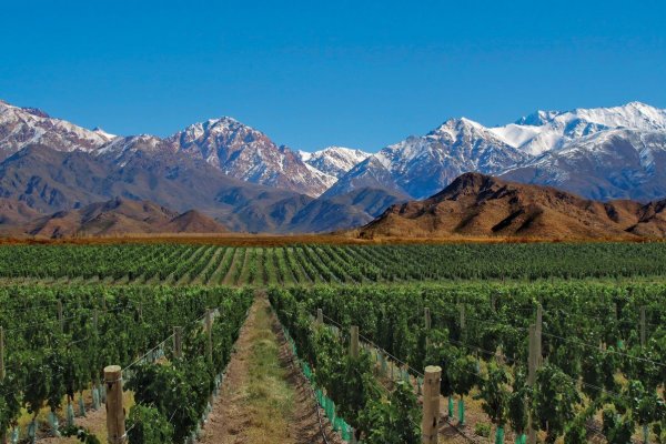 Bodegas piden al gobierno argentino que libere precios del vino, congelados desde marzo