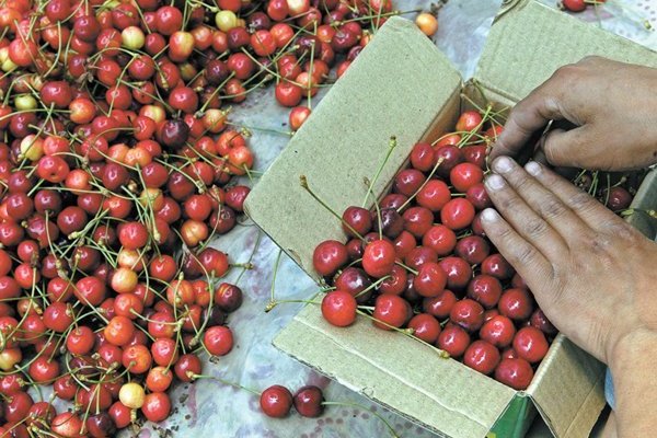 Gobierno chileno envía carta a China para abordar juntos situación de cerezas en el país