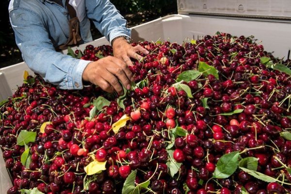 La trastienda de los amargos días de las cerezas chilenas en China