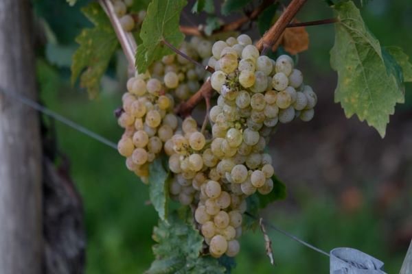 <p>Ahora en DF| ¿Cuáles fueron las frutas más afectadas por el frente de lluvia del fin de semana?</p>