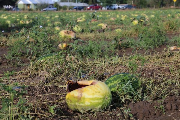 Gobierno prepara decreto de emergencia agrícola en zonas afectadas por sistema frontal