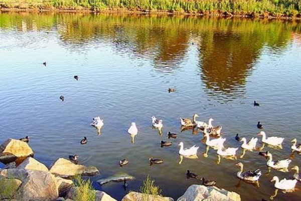 Protección a humedal de la laguna de Zapallar pone en jaque realización de eventos y ferias