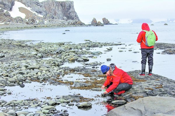 Estudio concluye que macroalgas en la Antártica sobrevivirían a un peor escenario de cambio climático