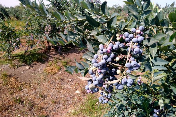 Gremios exportadores celebran el fin de la amenaza a los envíos de arándanos a EEUU