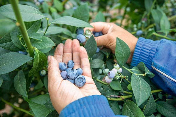 Industria frutícola en alerta por presencia de plaga que está atacando cultivos