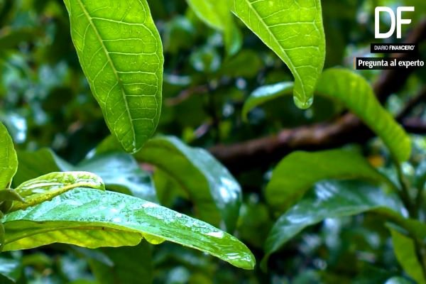 <p>Pregunta al experto | ¿Qué normativas son necesarias para avanzar en la regulación del Hidrógeno Verde en Chile?</p>