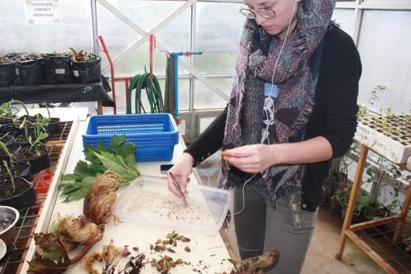 Atención emprendedores: FIA busca soluciones innovadoras para el agro