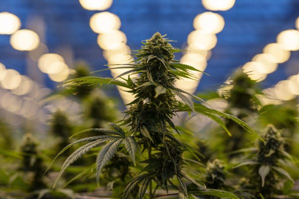 <p>Arcis: el "Gamestop" de cannabis que fue suspendido por la SEC</p>