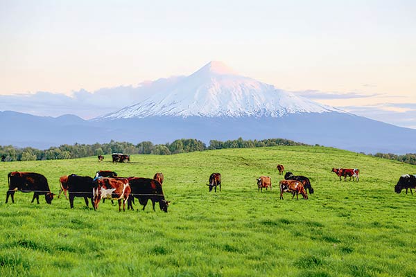 Manuka: Los pasos de la mayor productora de leche en Chile en su plan con miras a 2025