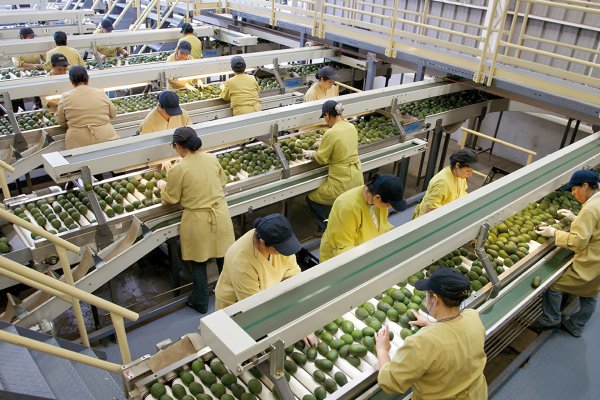 Las paltas por las que exportadores demandaron a empresa china