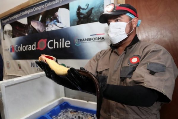 Ecomac se asocia con Colorado Chile para potenciar cultivo de congrio en la Región de Coquimbo