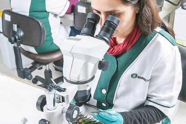 La apuesta de Arauco por la innovación tecnológica con startups y centro de I+D+i