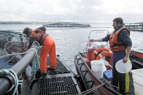 Camanchaca ha perdido el 11% de sus salmones producto de bloom de algas
