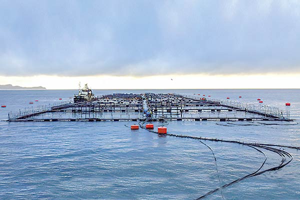 Sernapesca autoriza medidas a salmoneras para hacer frente a florecimiento de algas