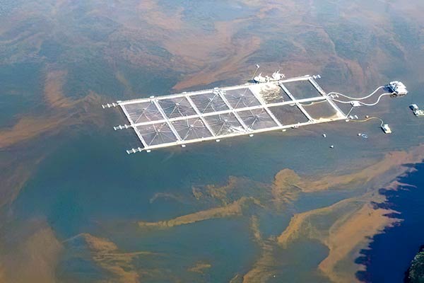 Expertos explican la floración de algas nocivas que causó la muerte masiva de peces en el sur