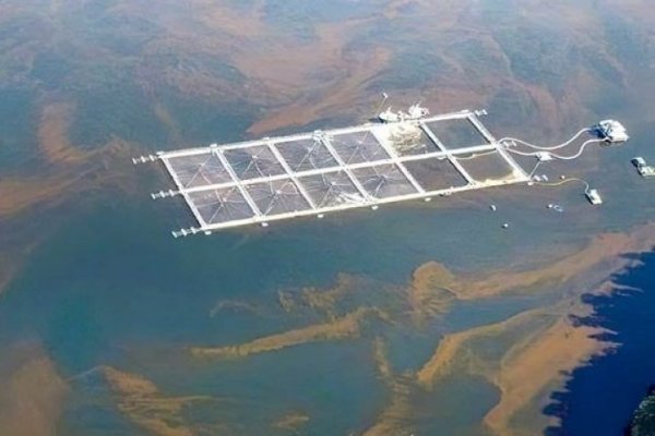 Bloom de algas: Sernapesca informa que alza de mortalidad de salmones llega a más de 4.200 toneladas