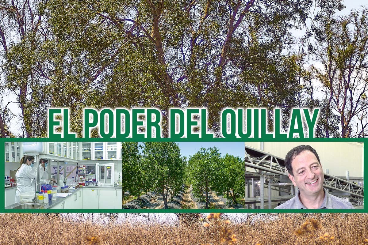 <p>Cómo el quillay logró potenciar tres vacunas contra el coronavirus</p>