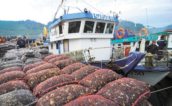 SMA pone presión a Camanchaca para acelerar retiro de peces muertos por bloom de algas