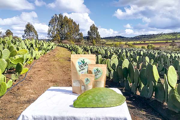Tres soluciones de adaptación al cambio climático para cultivos agrícolas