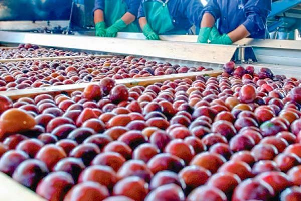 Nuevo golpe a la industria frutícola: EEUU adopta fuertes restricciones a la importación de ciruelas chilenas