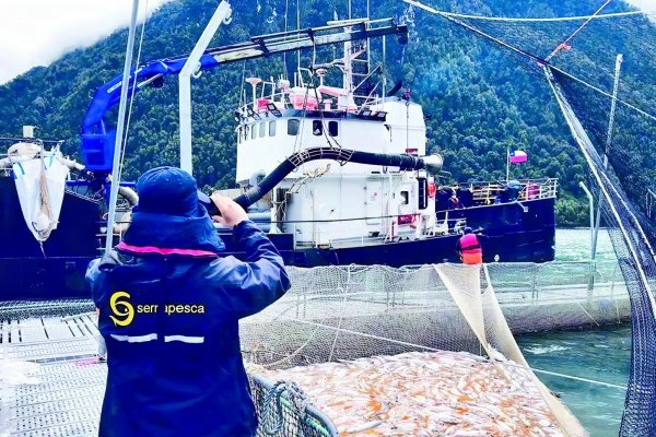 Bloom de algas: Camanchaca retiró el 90% de los salmones muertos