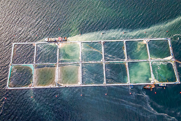 Sernapesca presentará querella contra Salmones Camanchaca ante Ministerio Público por manejo tras bloom de algas
