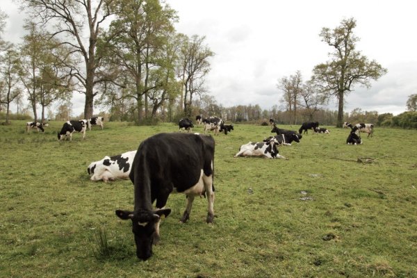 Empresa chilena de alimentos con bienestar animal busca certificar su producción de lácteos como "carbono negativo"