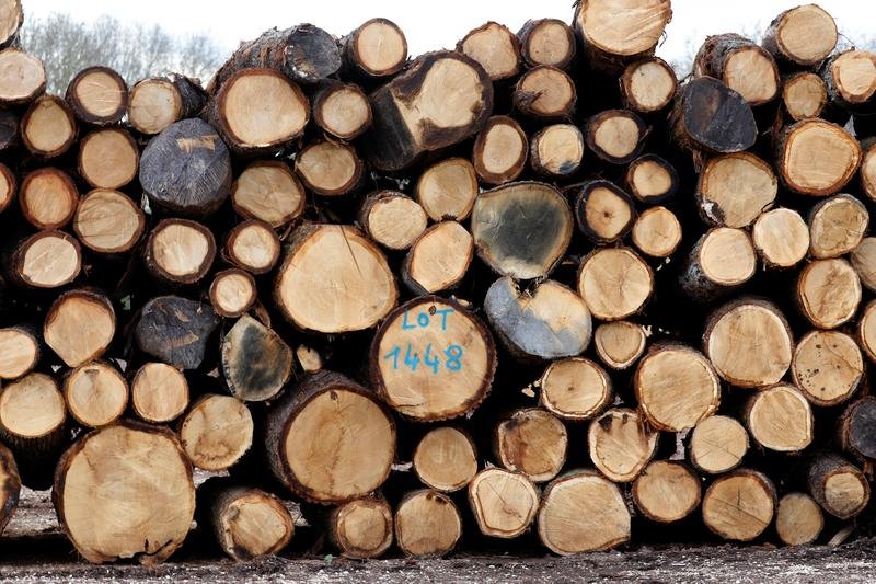 <p>Madera se convierte en oro y no hay señales de que el precio detenga su escalada</p>
