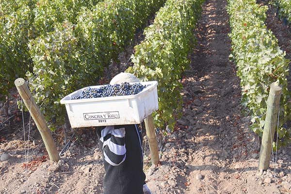 Concha y Toro anota fuerte alza en sus utilidades durante el primer trimestre con sólida recuperación del mercado asiático