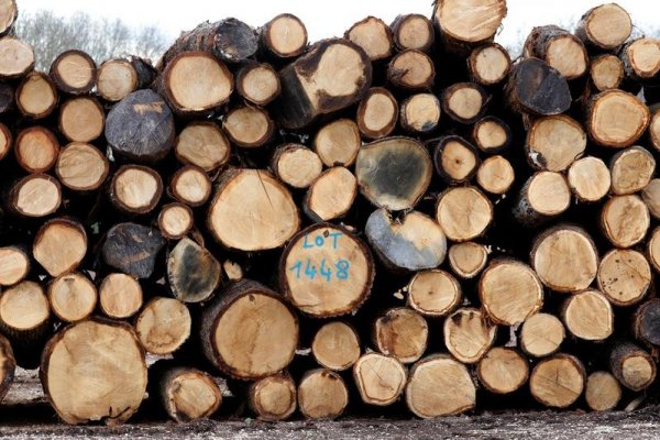 Madera se convierte en oro y no hay señales de que el precio detenga su escalada