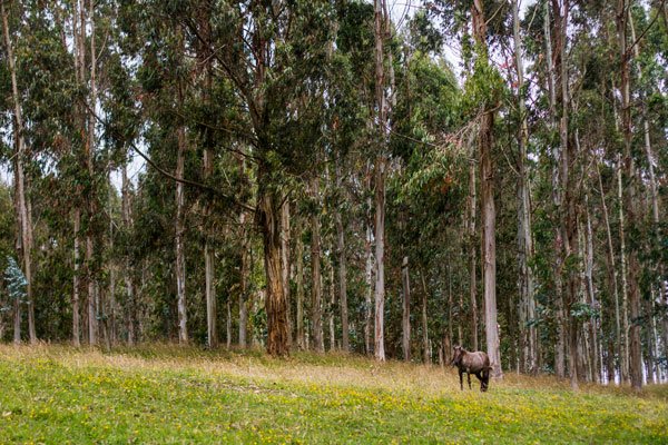 Ministerio de Agricultura lanza programa de reforestación para reactivar la economía y generar 16 mil empleos