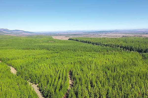 <p>Los efectos de la operación entre Arauco y fondo de BTG que dará paso a un nuevo actor forestal</p>